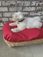 Polaris-AKC, a male Miniature Schnauzer for sale in Griffin, GA – 4 of 9