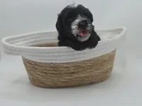 Eclipse-AKC, a male Miniature Schnauzer for sale in Griffin, GA – 6 of 9