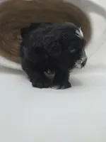 Eclipse-AKC, a male Miniature Schnauzer for sale in Griffin, GA – 3 of 9