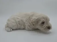 Polaris-AKC, a male Miniature Schnauzer for sale in Griffin, GA – 5 of 7