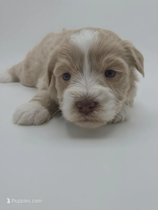 Nova-AKC – Miniature Schnauzer puppy on hold in Griffin, GA