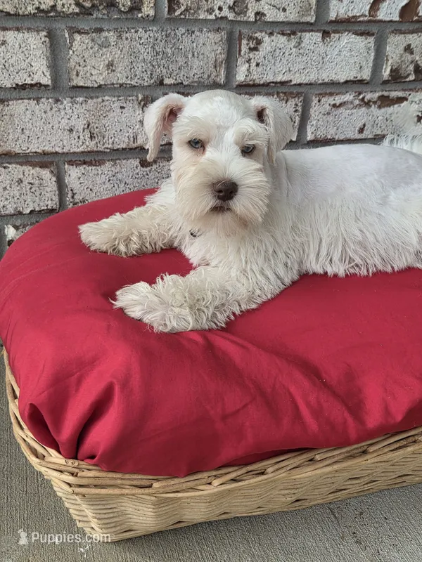 Polaris-AKC – Miniature Schnauzer puppy for sale in Griffin, GA