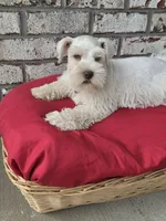 Polaris-AKC, a male Miniature Schnauzer for sale in Griffin, GA – 1 of 9