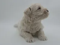 Polaris-AKC, a male Miniature Schnauzer for sale in Griffin, GA – 3 of 7