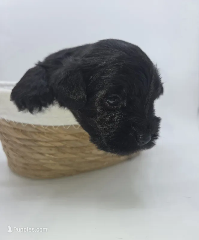 Tux – Miniature Schnauzer puppy for sale in Griffin, GA