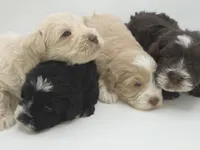 Polaris-AKC, a male Miniature Schnauzer for sale in Griffin, GA – 7 of 7
