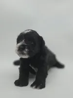 Eclipse-AKC, a male Miniature Schnauzer for sale in Griffin, GA – 4 of 9