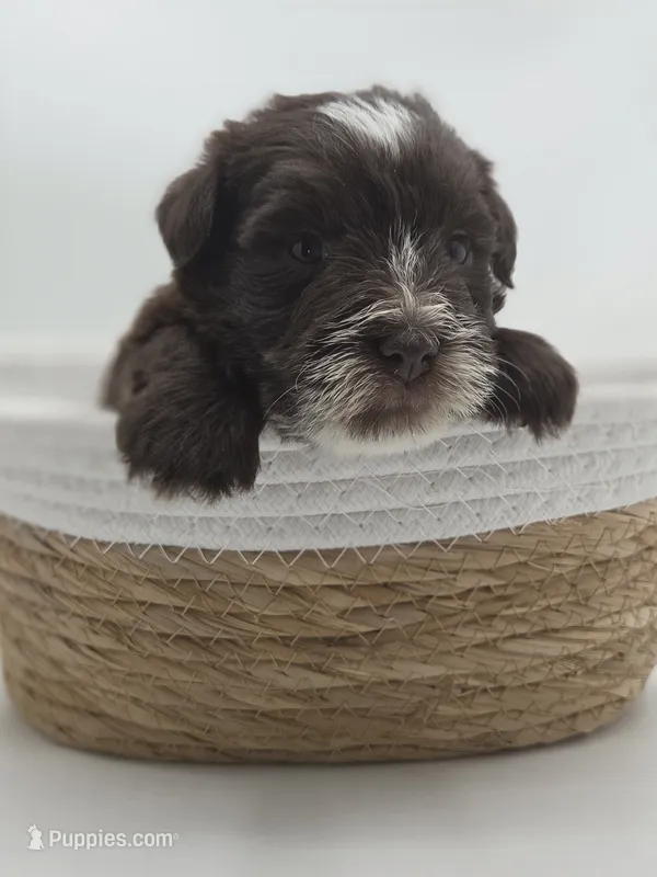 Comet-AKC – Miniature Schnauzer puppy for sale in Griffin, GA