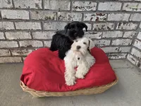 Polaris-AKC, a male Miniature Schnauzer for sale in Griffin, GA – 5 of 9