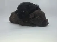 Teddy, a male Miniature Schnauzer for sale in Griffin, GA – 7 of 7