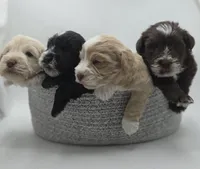 Eclipse-AKC, a male Miniature Schnauzer for sale in Griffin, GA – 8 of 9