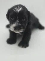 Eclipse-AKC, a male Miniature Schnauzer for sale in Griffin, GA – 1 of 9