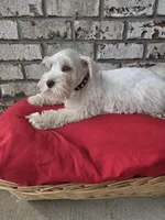 Polaris-AKC, a male Miniature Schnauzer for sale in Griffin, GA – 3 of 9