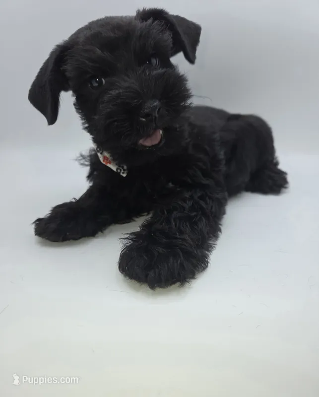 Tux – Miniature Schnauzer puppy for sale in Griffin, GA