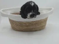 Eclipse-AKC, a male Miniature Schnauzer for sale in Griffin, GA – 7 of 9