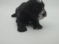 Eclipse-AKC, a male Miniature Schnauzer for sale in Griffin, GA – 2 of 9