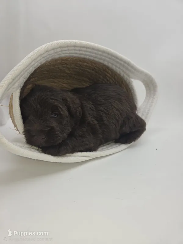 Teddy – Miniature Schnauzer puppy for sale in Griffin, GA