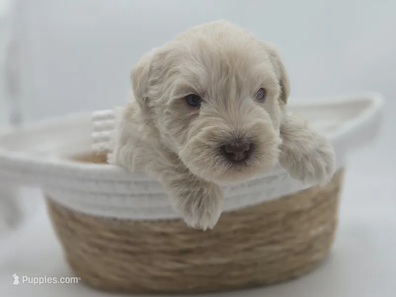 Polaris-AKC – Miniature Schnauzer puppy for sale in Union City, GA