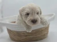 Polaris-AKC, a male Miniature Schnauzer for sale in Griffin, GA – 1 of 7
