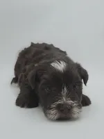 Comet-AKC, a male Miniature Schnauzer for sale in Griffin, GA – 3 of 5