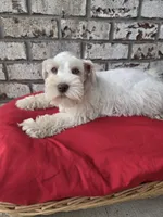 Polaris-AKC, a male Miniature Schnauzer for sale in Griffin, GA – 2 of 9