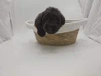 Teddy, a male Miniature Schnauzer for sale in Griffin, GA – 4 of 7