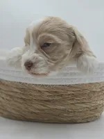 Nova-AKC, a female Miniature Schnauzer for sale in Griffin, GA – 5 of 7