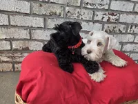 Polaris-AKC, a male Miniature Schnauzer for sale in Griffin, GA – 7 of 9