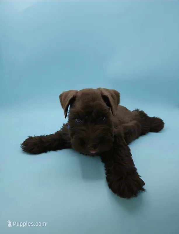 Teddy – Miniature Schnauzer puppy on hold in Griffin, GA