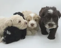 Comet-AKC, a male Miniature Schnauzer for sale in Griffin, GA – 4 of 5