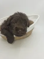 Teddy, a male Miniature Schnauzer for sale in Griffin, GA – 3 of 7
