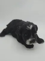 Eclipse-AKC, a male Miniature Schnauzer for sale in Griffin, GA – 5 of 9