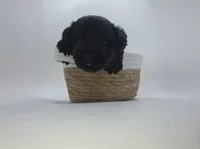 Tux, a male Miniature Schnauzer for sale in Griffin, GA – 3 of 7