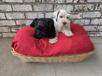 Polaris-AKC, a male Miniature Schnauzer for sale in Griffin, GA – 6 of 9