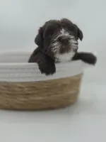 Comet-AKC, a male Miniature Schnauzer for sale in Griffin, GA – 2 of 5