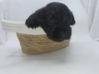 Tux, a male Miniature Schnauzer for sale in Griffin, GA – 2 of 7