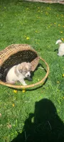 Rover, a male Australian Cattle Dog and Great Pyrenees for sale in Montezuma, IN – Photo 5 of 8