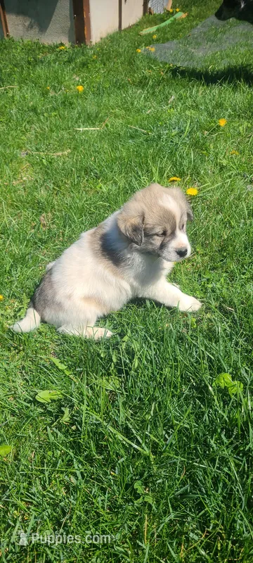 Rover – Australian Cattle Dog, Great Pyrenees puppy for sale in Montezuma, IN