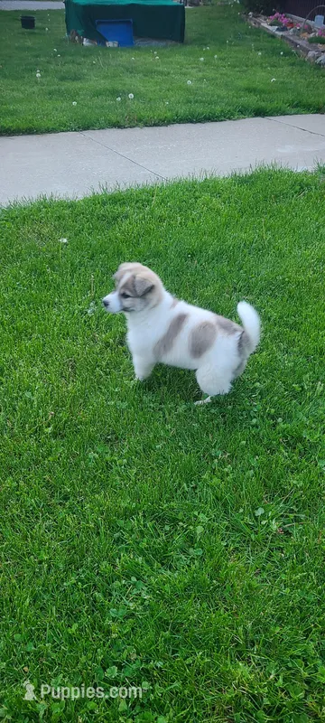 Rover – Australian Cattle Dog, Great Pyrenees puppy for sale in Montezuma, IN