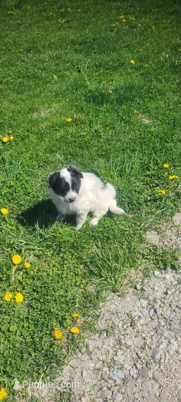 Rex – Australian Cattle Dog, Great Pyrenees puppy for sale in Montezuma, IN