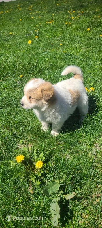Rosy – Australian Cattle Dog, Great Pyrenees puppy for sale in Montezuma, IN