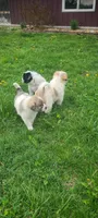 Rosy, a female Australian Cattle Dog and Great Pyrenees for sale in Montezuma, IN – Photo 4 of 5