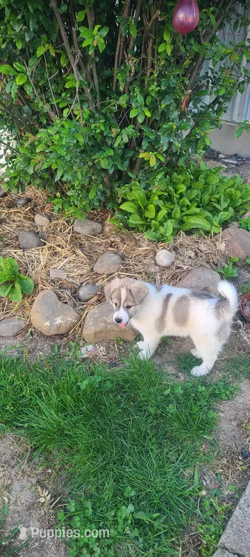 Rover – Australian Cattle Dog, Great Pyrenees puppy for sale in Montezuma, IN