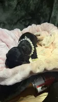 Elsa, a female Cocker Spaniel for sale in Attalla, AL – 3 of 8