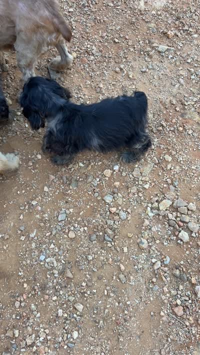Charming , a male Cocker Spaniel for sale in Attalla, AL – 10 of 10