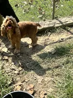 Daisy , a female Cocker Spaniel for sale in Attalla, AL – 4 of 5