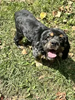 Beaux, a male Cocker Spaniel for sale in Attalla, AL – 5 of 7