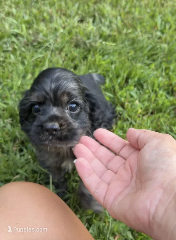 Prince – Cocker Spaniel puppy for sale in Attalla, AL