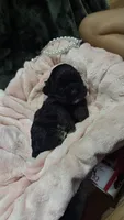 Belle, a female Cocker Spaniel for sale in Attalla, AL – 2 of 7