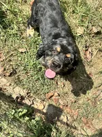 Elsa, a female Cocker Spaniel for sale in Attalla, AL – 8 of 8